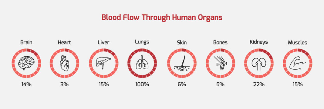 Blood flow through human organs - human organs, blood flow, blood percentage - vector