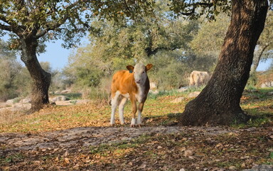 Naklejka na ściany i meble calf in the oak forest