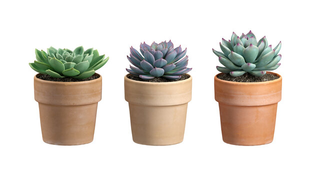 Plants in clay pots cut out backgrounds 3d rendering