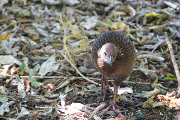 A Weka foraging in the undergrowth of native bush in New Zealand