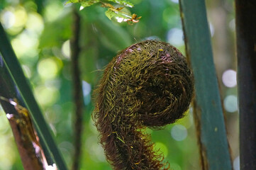 Close-up of unfurling baby koru large tree fern frond in native bush, New Zealand