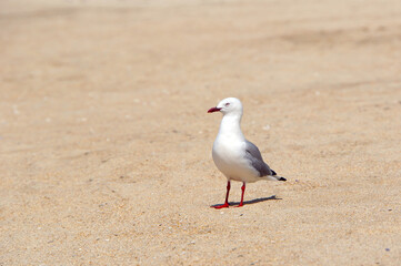 Fototapeta premium A Southern Black-Backed Gull stands on a golden sand beach in Abel Tasman, New Zealand