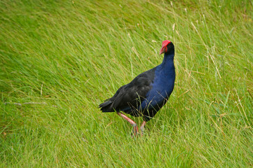 New Zealand Pukeko (Purple Swamphen) walking in the long grass