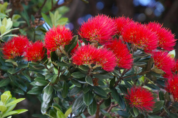 A Close-Up of the Pohutukawa flower (Metrosideros excelsa), also known as the New Zealand Christmas...