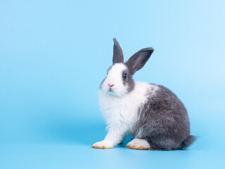 Side view of black and white rabbit sitting on blue background. Lovely action of young rabbit.