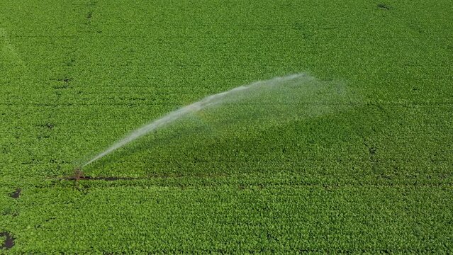 Aerial, agriculture crop irrigation machine using center pivot sprinkler system. Automatic irrigation for good harvest. Smart agriculture eco farming concept artificial intelligence.