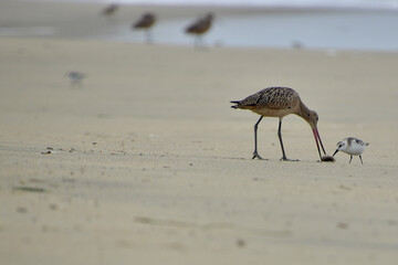 Shorebirds 