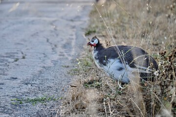 Fowl