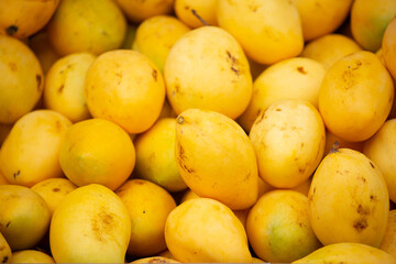 Mango close-up as a background. Tropical fruit mango bunch.