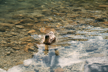 Untouched mountain nature. The duck swims in a crystal clear lake.