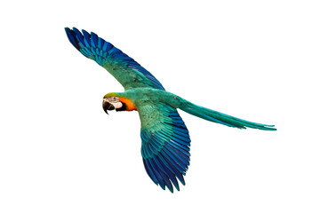 Colorful flying parrot isolated on transparent background png file
