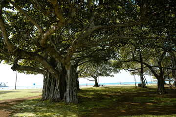 Obraz premium ハワイの公園の木 バニヤンツリー