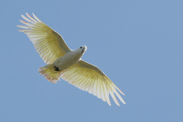 Cockatoo freedom bird in green forest.