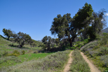 Obraz premium Oak Trees in Placerita Canyon, Santa Clarita, Los Angeles County