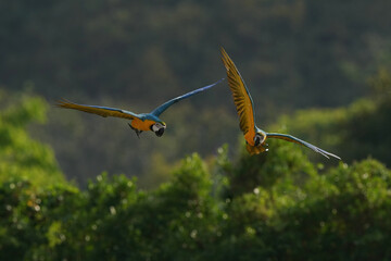 Blue and yellow macaw , Blue and gold macaw are flying in green tree rain forest.