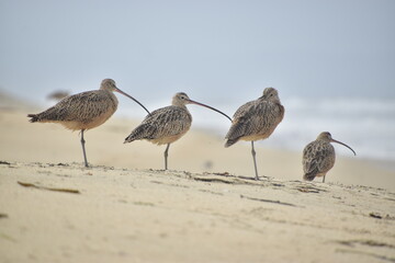 Curlews