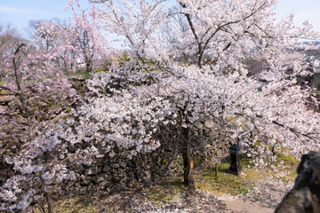 小諸城址 懐古園の桜