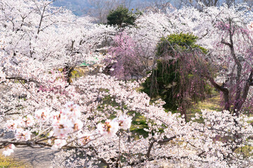 満開の桜の花を俯瞰から撮影した
