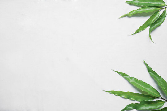 monoon longifolium (polyalthia longifolia) leaves on white background. Summer concept. Flat lay, top view, copy space, closeup