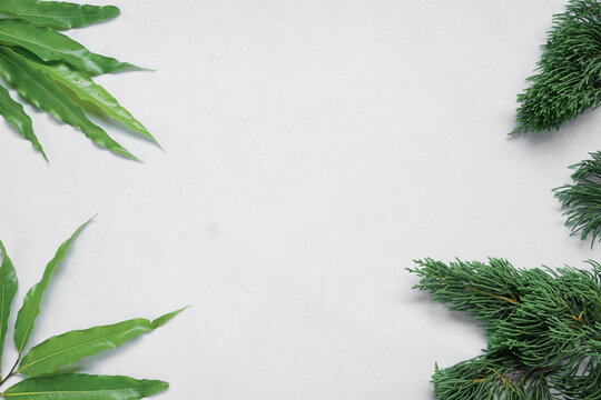 monoon longifolium (polyalthia longifolia) and eastern white pine (pinus strobus) leaves on white background. Summer concept. Flat lay, top view, copy space, closeup