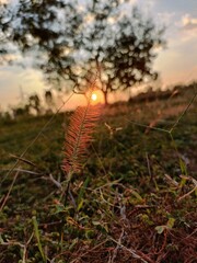 sunset in the field