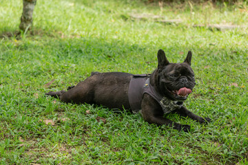 french bulldog puppy 