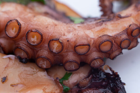 Portuguese Polvo A Lagareiro grilled octopus with baked fingerling potatoes. Grilled tentacle octopus with roasted vegetables.Cooked octopus.