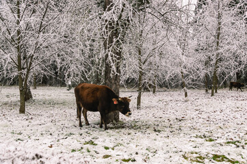 A brown cow is grazing in the forest. A cow is trying to get to the green grass after a snowfall. Pets on the farm. A cow eats grass in a forest with icy tree branches. Winter landscape and cow.