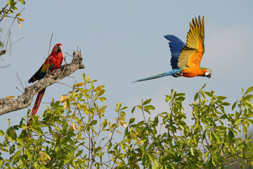 Blue and gold macaw and Scarlet macaw freedom bird in green forest. 