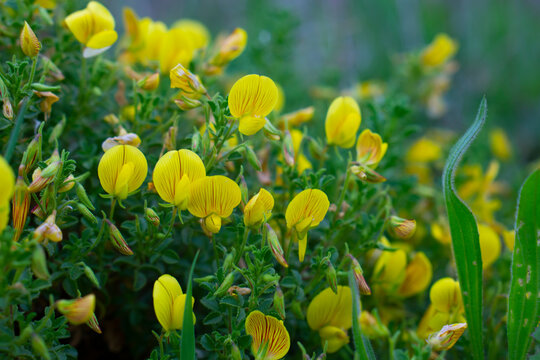 Flowers of shrub Yellow Restharrow. Macro shot of a common restharrow (ononis repens) flower in bloom. Yellow Rest Harrow Flowers in Bloom in Springtime, Ononis natrix. 