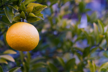 木に実をつける柑橘