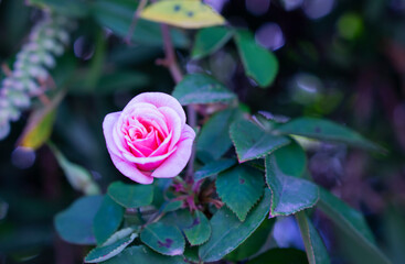 Tender pink rose on a green background close up shot. Bright red rose flower background pattern. Rose bud with morning dew on it. Tender garden background. 
