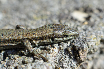 Close-up of lizard (Podarcis Hispanicus) with unfocused background on the stone
