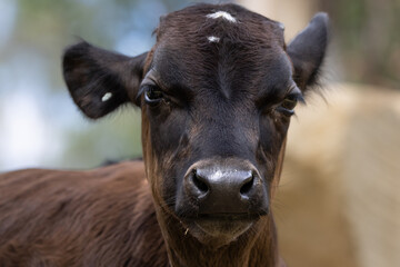 portrait of a black and white cow