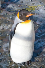 Fototapeta premium オウサマペンギン
