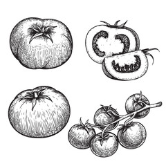 Hand drawn sketch style tomatoes set. Fresh whole and cut tomatoes in retro vintage style. Best for restaurant menu and market designs. Vector illustrations collection.
