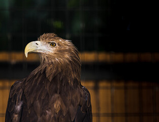 portrait of a bald eagle