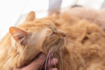 猫を撫でる　茶トラ猫