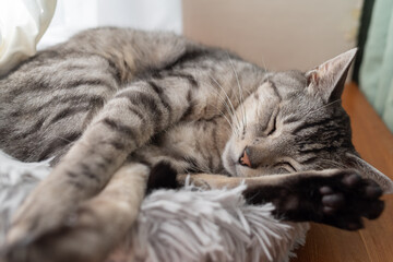窓辺で眠る猫　サバトラ猫