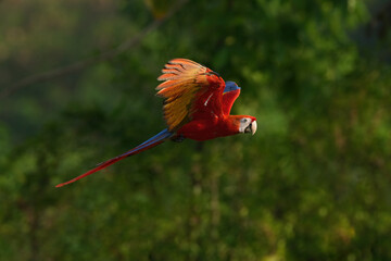 Scarlet macaw is freedom in green forest. 