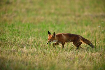 Red fox runs across the meadow to the forest