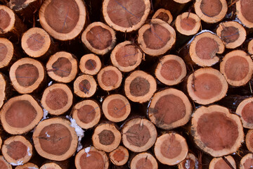 積み上げった杉の丸太
