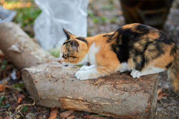 Young orange cat climb on dried timber