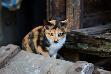 Young orange cat climb on dried timber