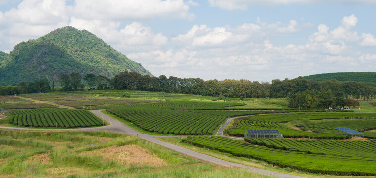 Tea plantations inside Singha park. Green tea field. Chiang Rai, Thailand. Northern Thailand's best travel destinations.