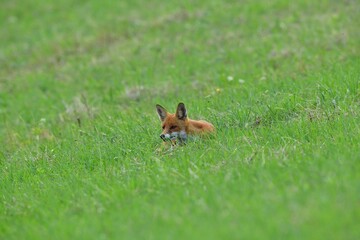 Fox lies and rests in the grass on a meadow in summer