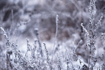 Winter atmospheric landscape with frost-covered dry plants during snowfall. Winter Christmas background