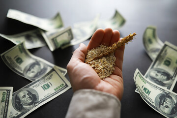 The concept of the cost of grain. 100 dollar banknotes around a handful of ground grain. World...