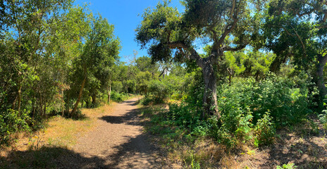 Panorama of Ennisbrook Park, Santa Barbara, California