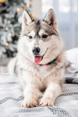 A gray husky dog lies on a bed against the background of Christmas and New Year decorations and a Christmas tree.